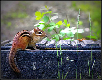 Little Squirrel, cute, , squirrel, little HD wallpaper