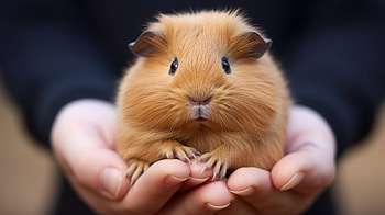AI-Generated Guinea Pig, AI Art, Animal, guinea pig HD wallpaper