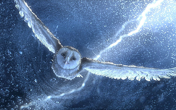 Animals, Sky, Owl, , Drawing, Predator HD wallpaper