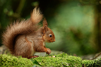 Animals, Squirrel, Nuts, Fluffy, Rodent HD wallpaper