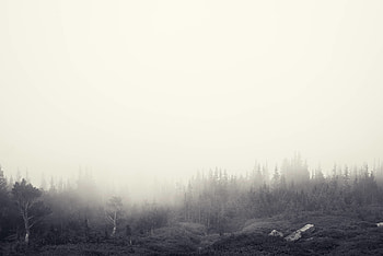 Berries - Tom Kijas Foggy Forest - Jake Stewart ... HD wallpaper