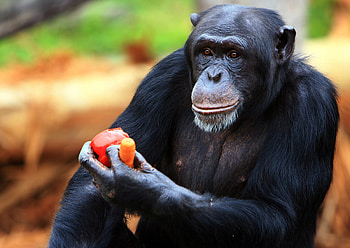 Legal personhood for chimpanzees, Court's decision time HD wallpaper