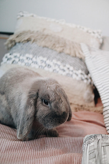 Animals, Pet, Grey, Animal, Rabbit HD phone wallpaper
