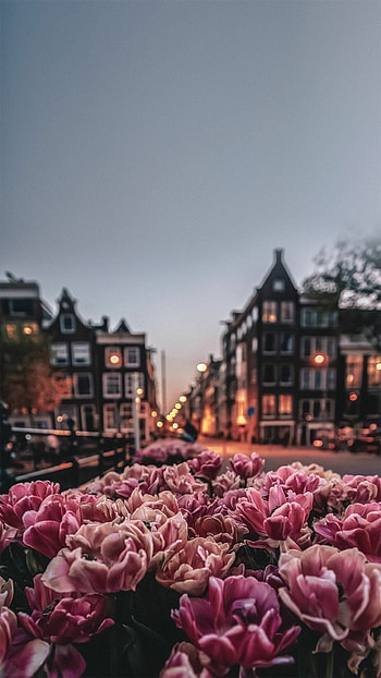 Amsterdam, Spring , Tulips, Netherlands HD phone wallpaper