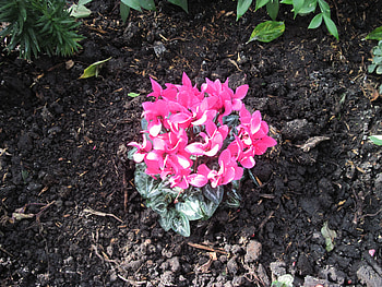 Pink flowers at the garden , pink, white, graphy, green, garden, nature, flowers HD wallpaper