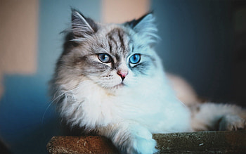 Animals, Cat, Fluffy, To Lie Down, Lie, Muzzle HD wallpaper