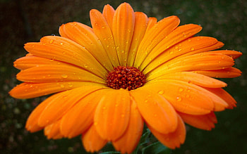 Flowers, Drops, Flower, Close-Up, Pollen, Gerbera HD wallpaper