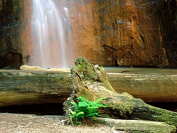 Nature, Trees, Rocks, Waterfall, Fern, California, Logs, Berry Scream, Berry Creek HD wallpaper