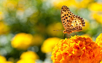 Flowers, Macro, Shine, Light, Surface, Butterfly, Wings HD wallpaper