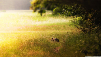 hare glade, hare, grass, glade, tree HD wallpaper
