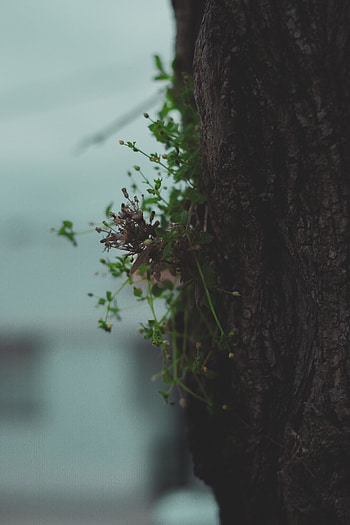 Plant, Macro, Wood, Tree, Dry, Bark HD phone wallpaper