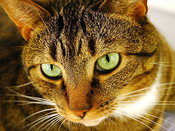 Animals, Cat, Muzzle, Eyes, Striped HD wallpaper
