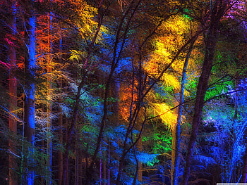 Colorful forest, trees, colorful, nature, forest HD wallpaper