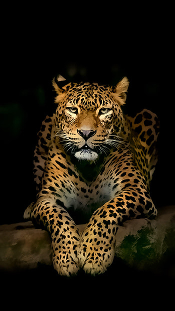 Jungle Animal, Wild animal , Jaguar's charm, Adorable wildlife moments HD phone wallpaper