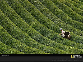 Green farmer, farmer, field, green HD wallpaper