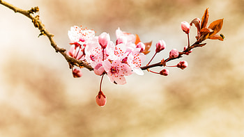 Flowers, Flower, Bud, Bloom, Flowering, Spring HD wallpaper