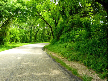 Everlasting Treetop Path, green, street, trees, road, forever HD wallpaper