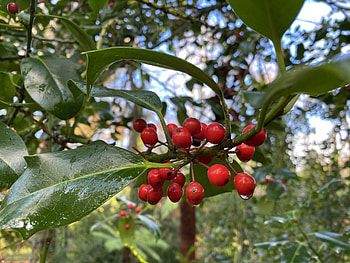Water drops, Holly Tree HD wallpaper