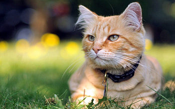 Animals, Cat, Muzzle, Striped, Collar HD wallpaper