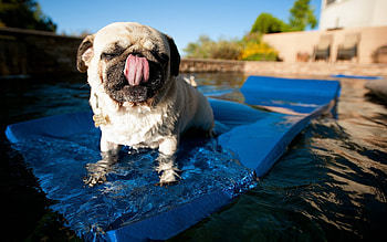 Aqua Pug, dog, pool, puppy, pug HD wallpaper