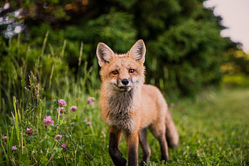 Fox Looking Towards Camera , fox, animals HD wallpaper