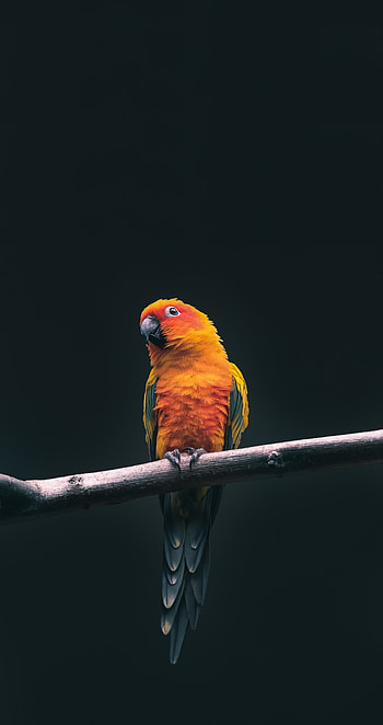 Cute, small, yellow bird, exotic HD phone wallpaper