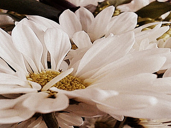 Daisys, flowers, spring, pretty HD wallpaper