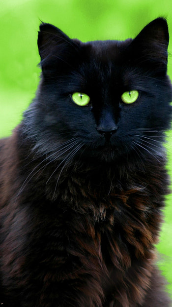 Black Cat, Cute, Cat HD phone wallpaper