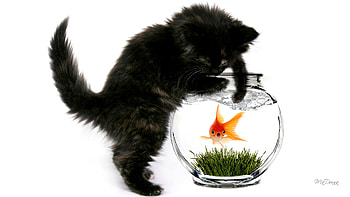 Fishing Cat, kitten, black cat, fishing, cat, fish, pet, Firefox Persona theme, fish bowl HD wallpaper