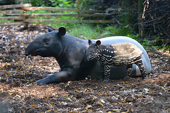 Malayan tapir , Inaturalist, Tapir, Nature HD wallpaper