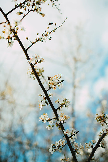 Flowers, Bloom, Flowering, Branch, Focus, Gardens HD phone wallpaper