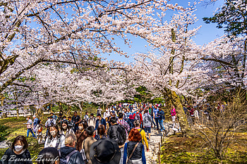 man made, Japan HD wallpaper