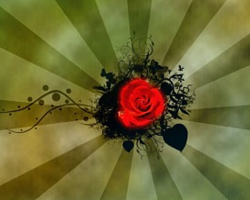 Rose, vector, roses HD wallpaper