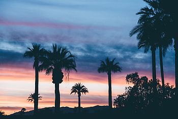 Nature, Sunset, Sky, Palms HD wallpaper