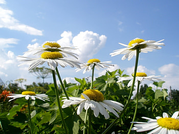 Plants, Flowers HD wallpaper