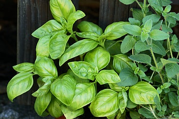 Basil plant, Pest infestation, Plant health, Miticides HD wallpaper