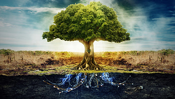 TREE OF LIFE HD wallpaper