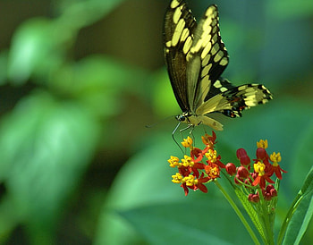 tempt_my_heart, animal, butterflies, colors, flower HD wallpaper