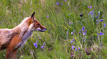 Animals, Flowers, Grass, Fox HD wallpaper