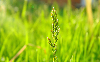 Grass, Leaves, Plant, Macro HD wallpaper