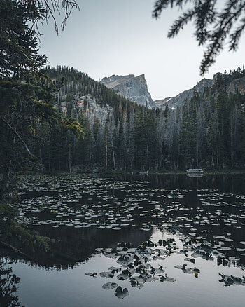 Nature, Water, Trees, Mountains, Water Lilies, Lake HD phone wallpaper