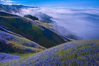 Blue flowers, landscape, mountain HD wallpaper