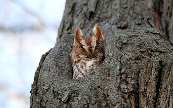 Animals, Nature, Owl, Wood, Tree HD wallpaper