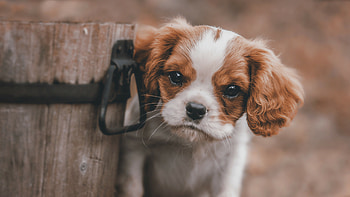 Cute puppy, animals, , Adorable animal HD wallpaper