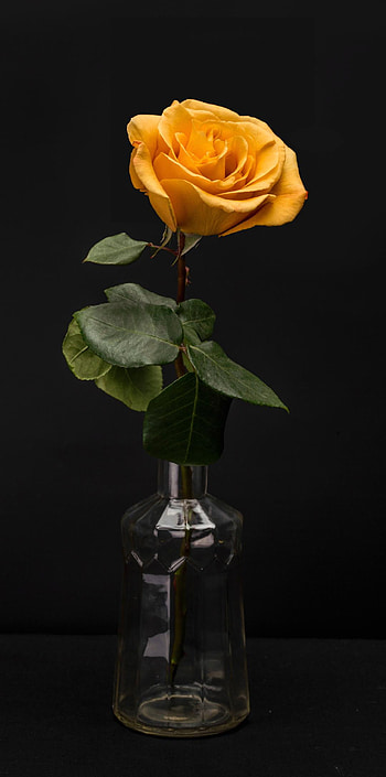 Yellow Rose, hybrid_tea_rose, petal HD phone wallpaper