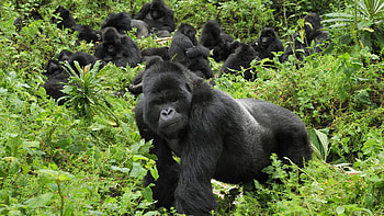 Virunga National Park, , Gorilla, Volcanoes National Park HD wallpaper