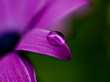 Background, Violet, Drops HD wallpaper