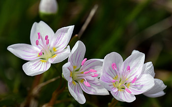Flowers, pink, white, flower, summer, nature, vara HD wallpaper