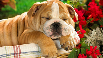 Sleeping, Bulldog HD wallpaper