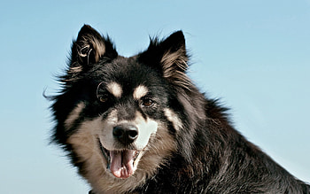 Animals, Fluffy, Dog, Muzzle, Sight, Opinion, Protruding Tongue, Tongue Stuck Out HD wallpaper